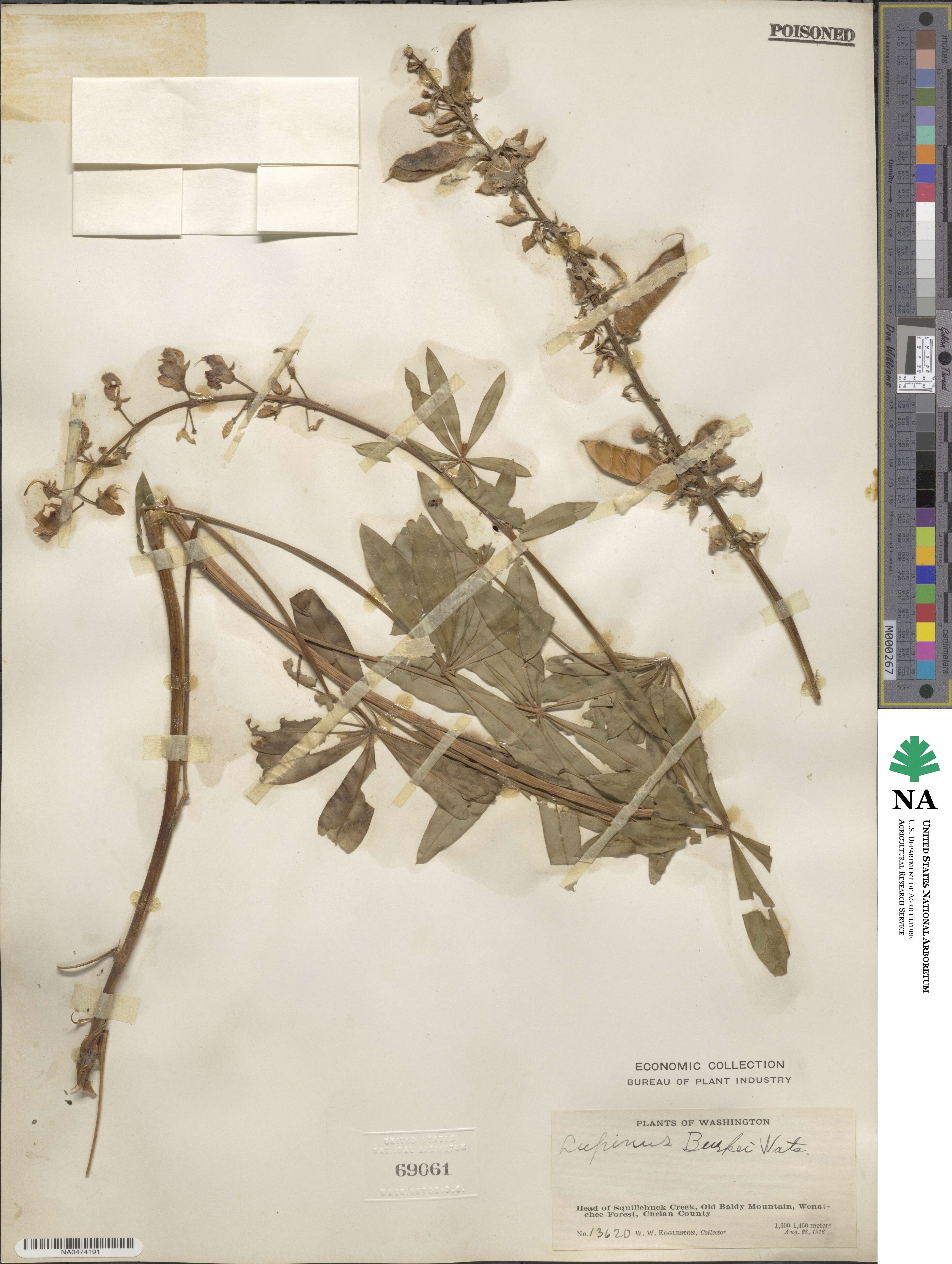 Lupinus burkei image