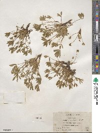 Lupinus caespitosus image