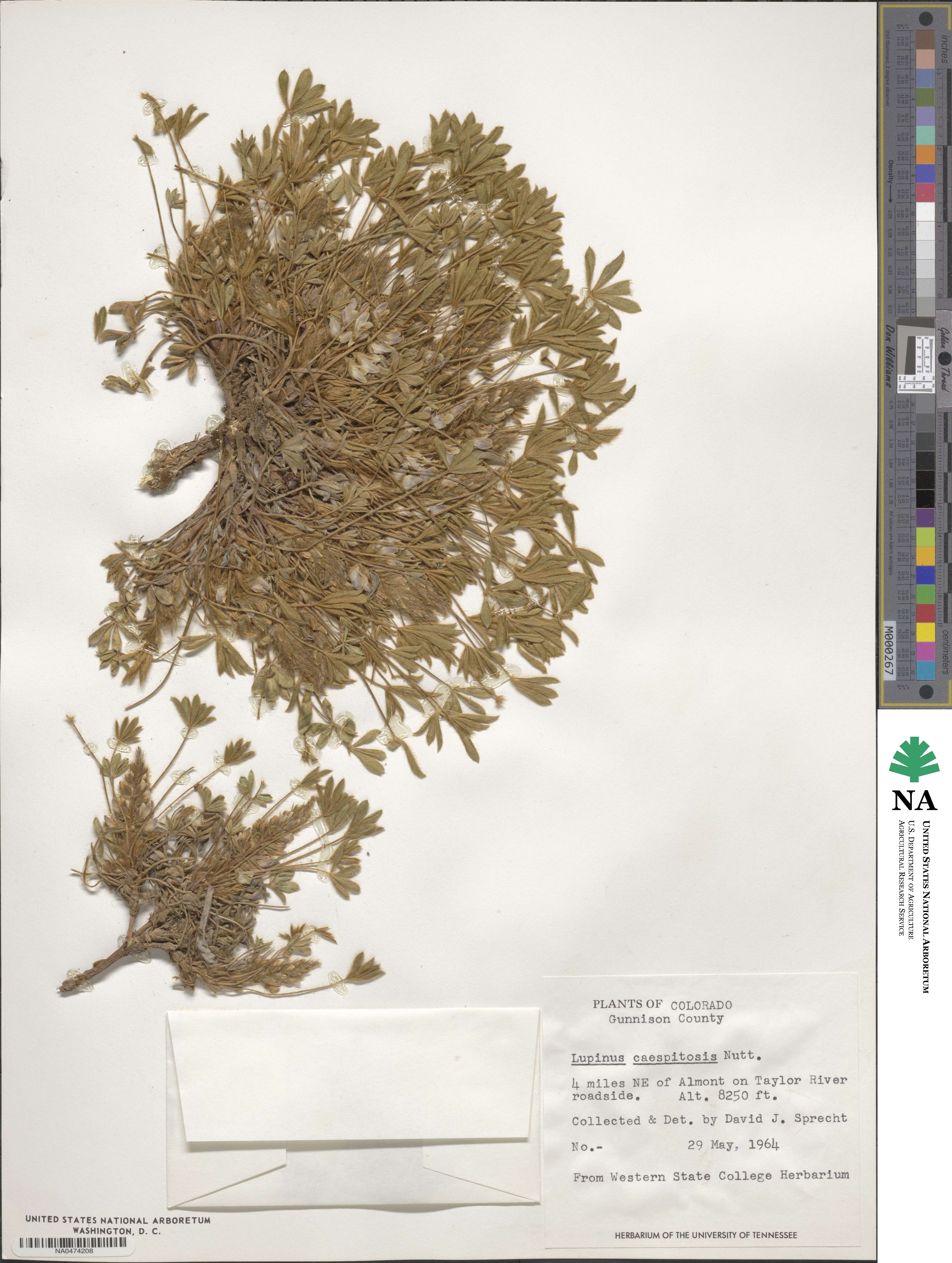 Lupinus caespitosus image