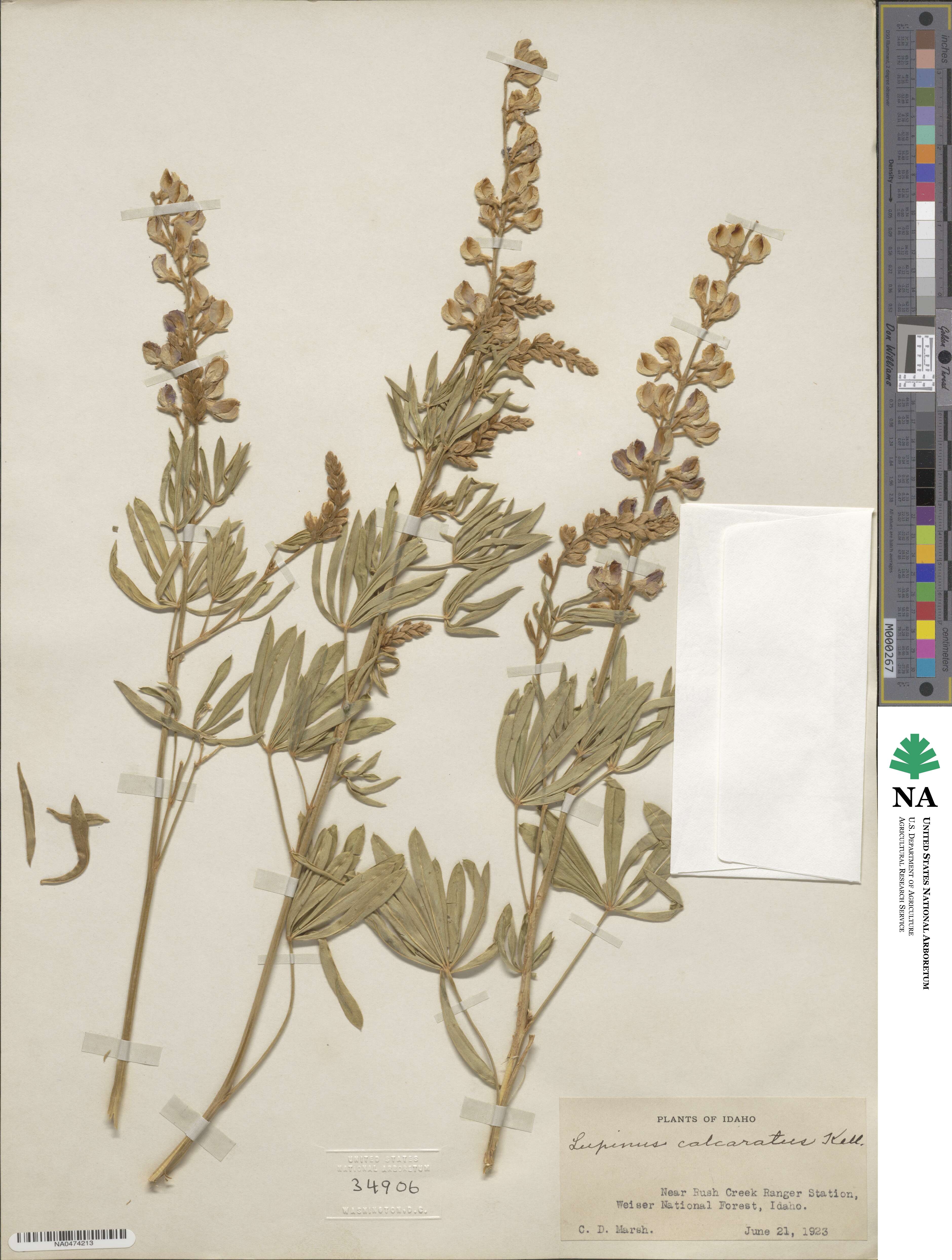 Lupinus arbustus subsp. calcaratus image