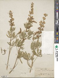 Lupinus arbustus image