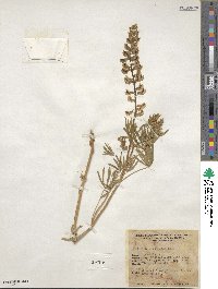 Lupinus arbustus image