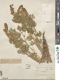 Lupinus arbustus image