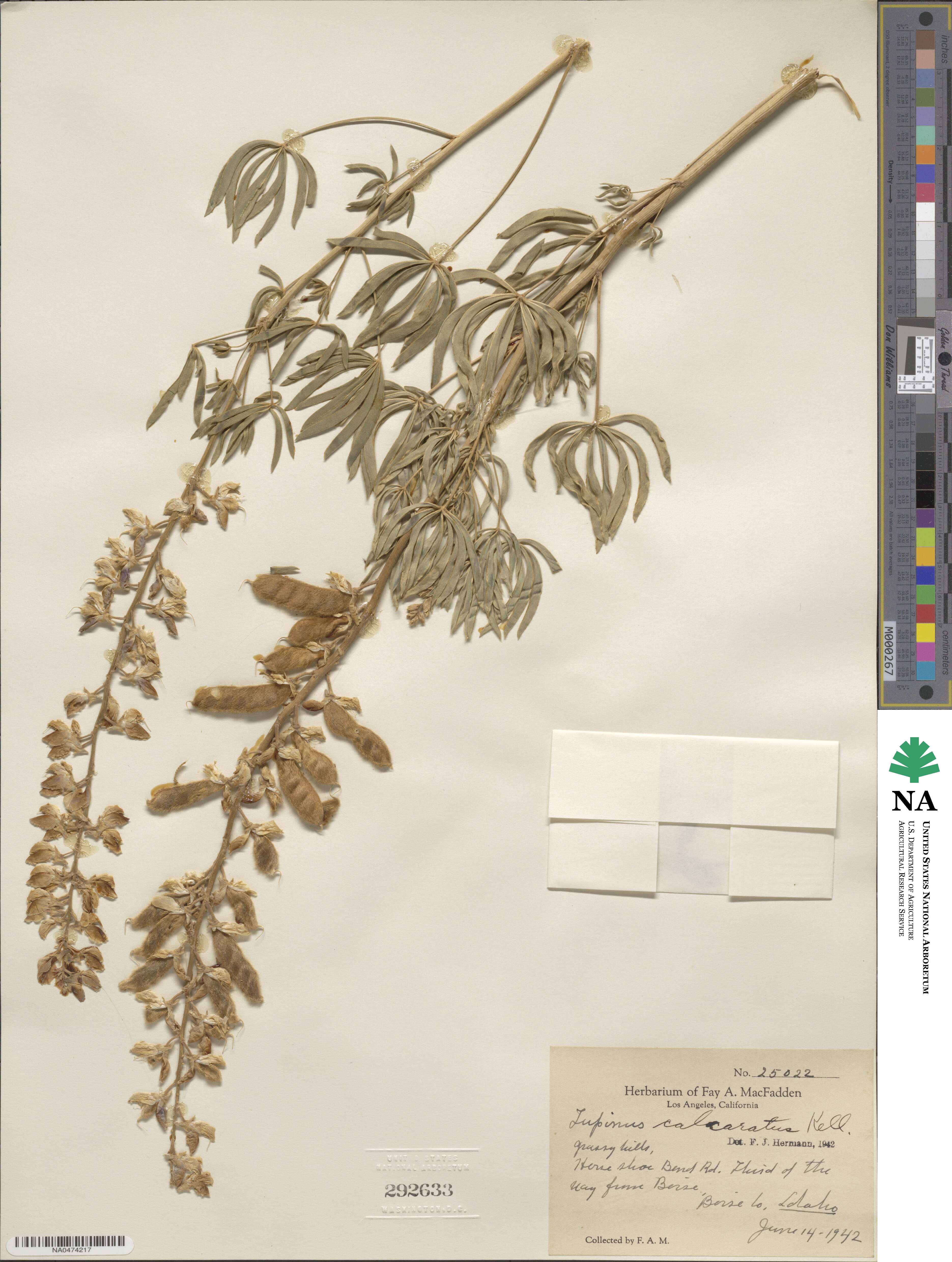 Lupinus arbustus subsp. calcaratus image