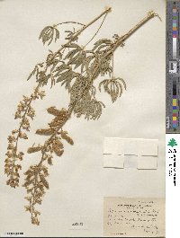 Lupinus arbustus image