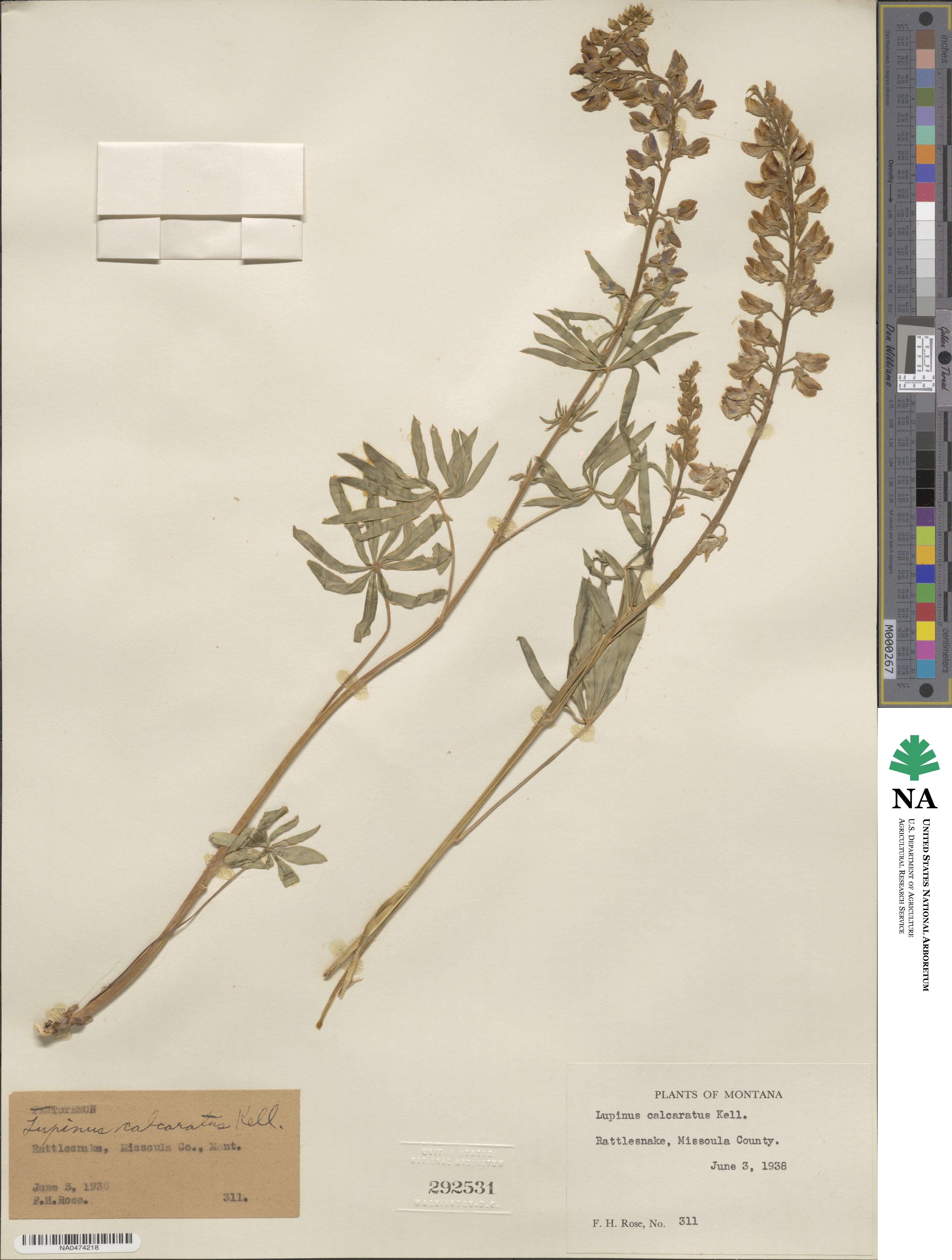 Lupinus arbustus subsp. calcaratus image