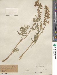 Lupinus arbustus image