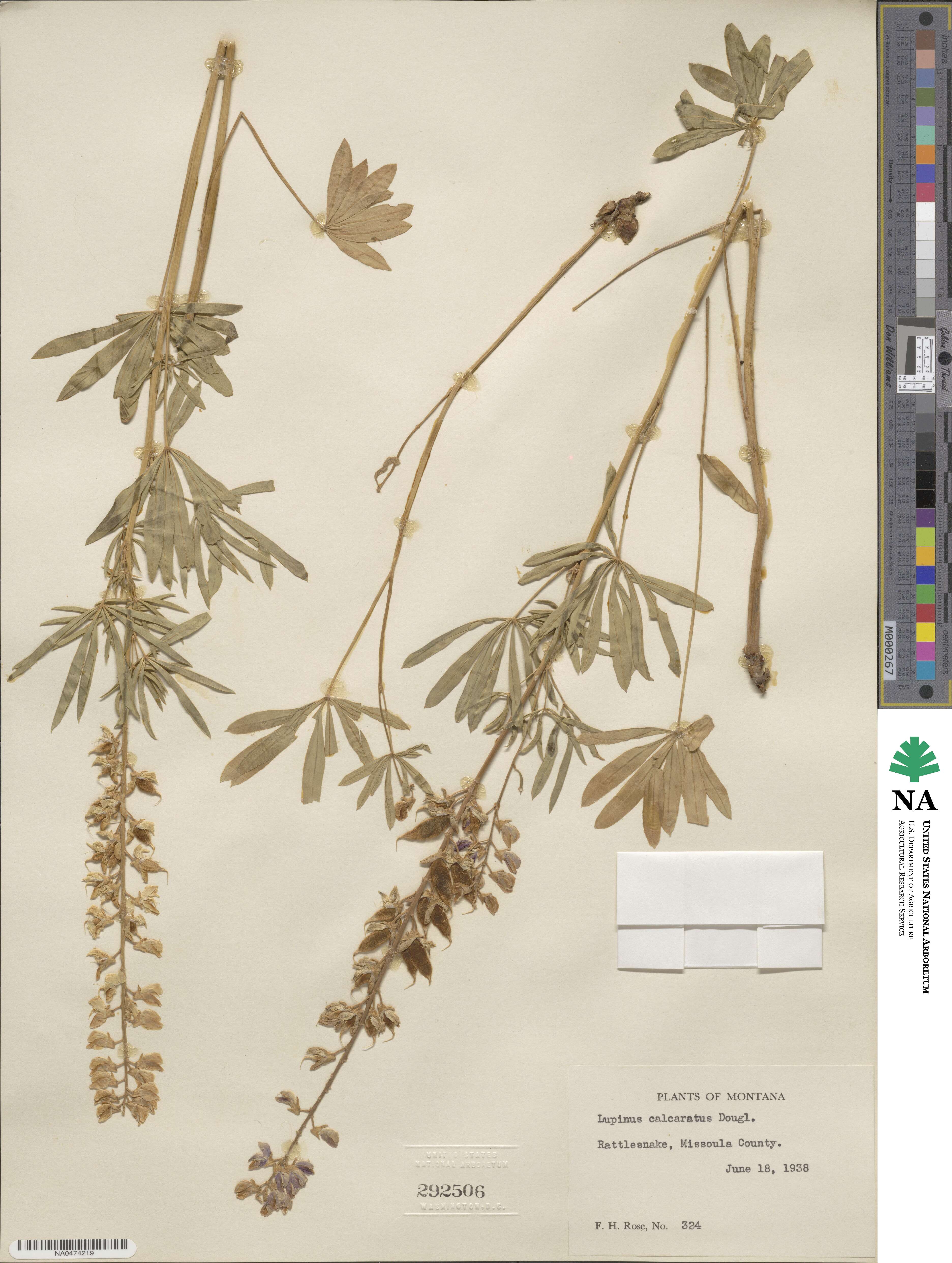 Lupinus arbustus subsp. calcaratus image