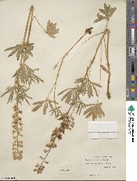 Lupinus arbustus image