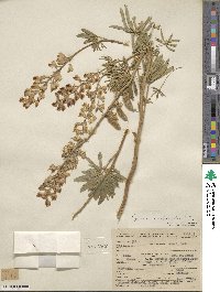 Lupinus arbustus image