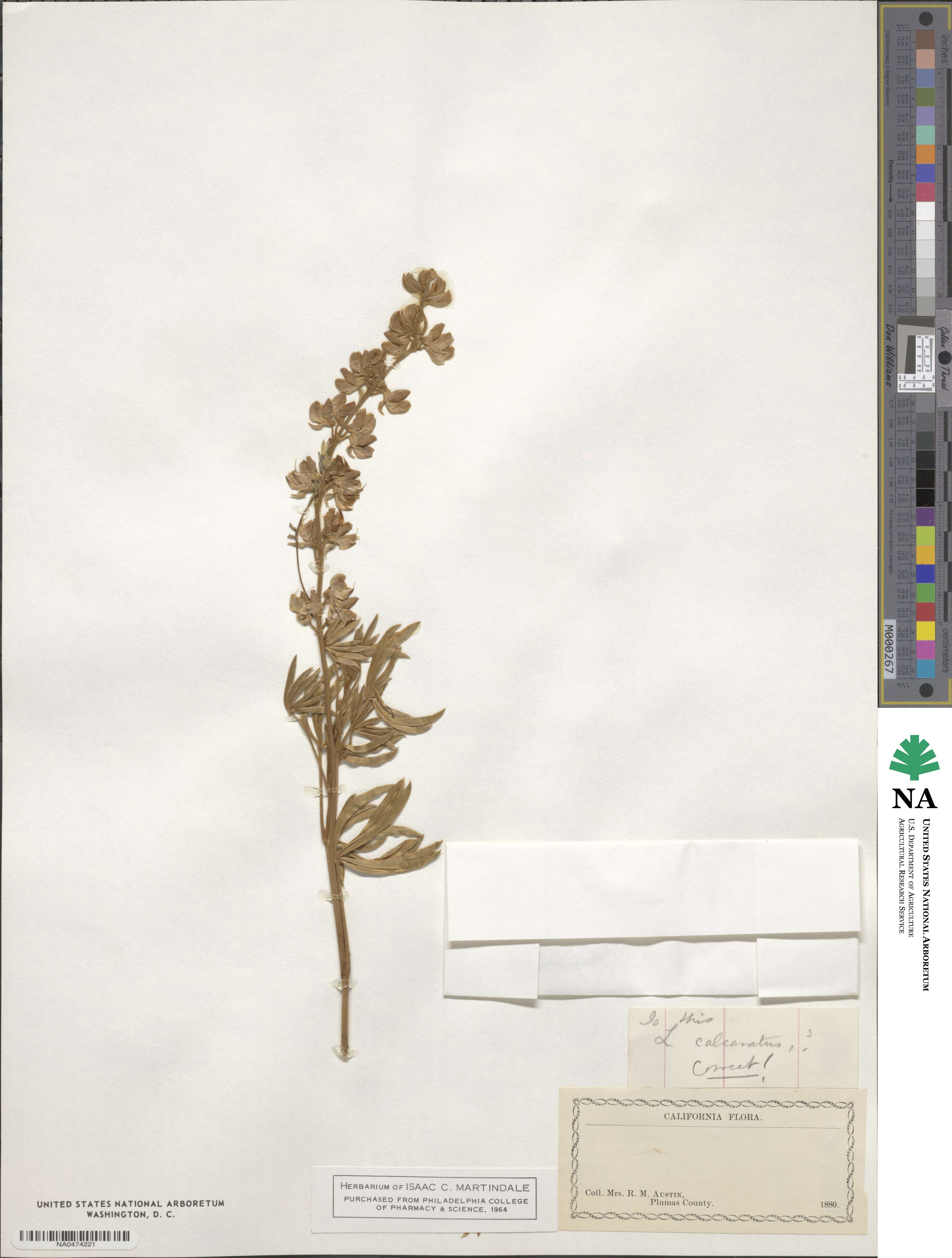 Lupinus arbustus subsp. calcaratus image