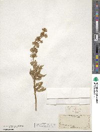 Lupinus arbustus image