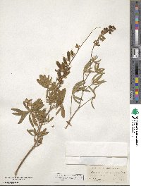 Lupinus arbustus subsp. calcaratus image