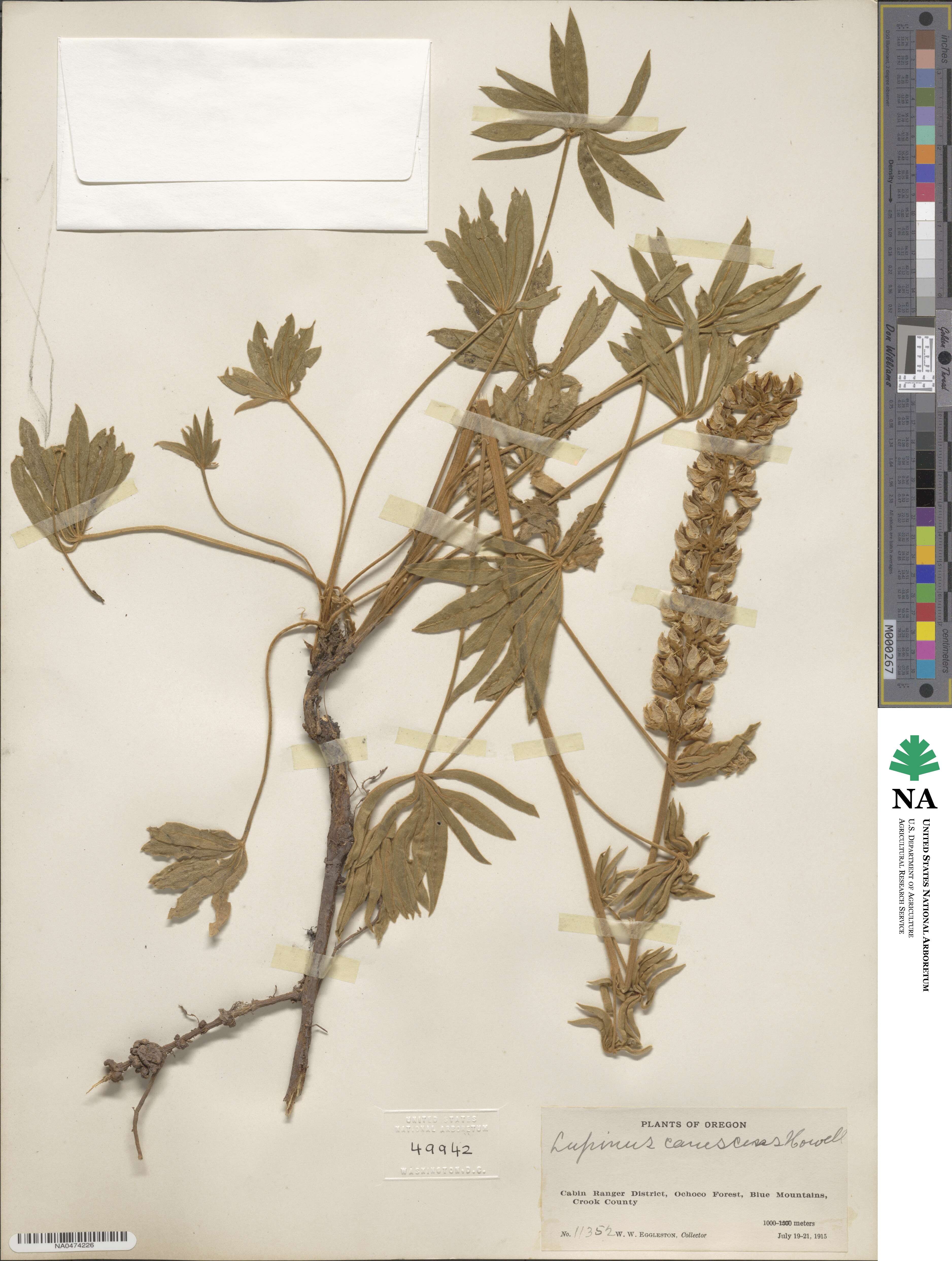 Lupinus leucophyllus var. canescens image