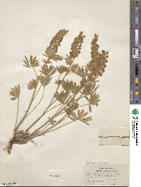 Lupinus caudatus image