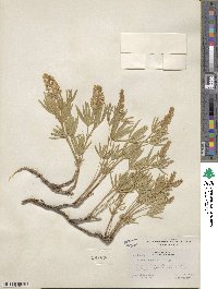 Lupinus caudatus image