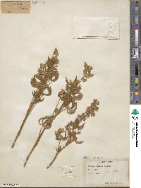 Lupinus caudatus image