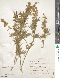 Lupinus caudatus image