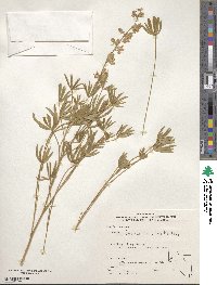 Lupinus caudatus image