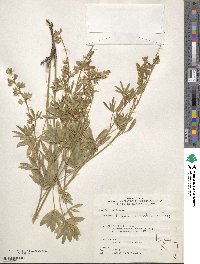 Lupinus caudatus image