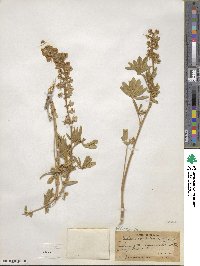 Lupinus caudatus image