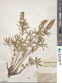 Lupinus caudatus image