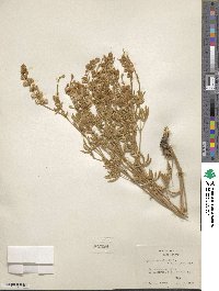 Lupinus caudatus image