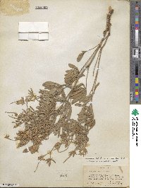 Lupinus caudatus image