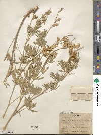 Lupinus caudatus image