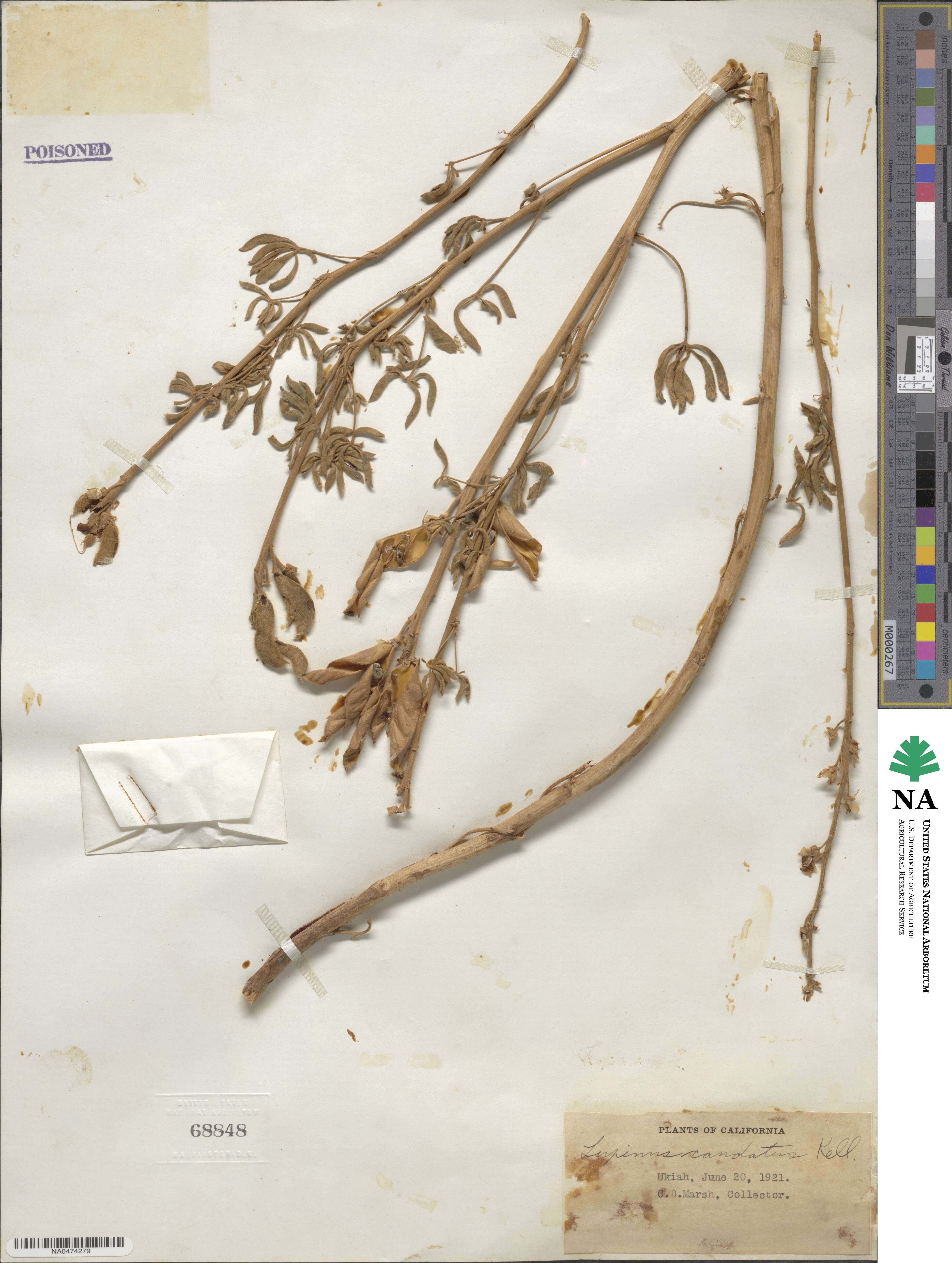 Lupinus caudatus image