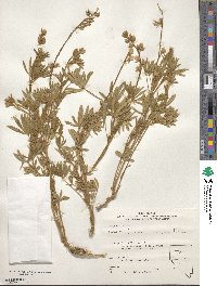 Lupinus caudatus image