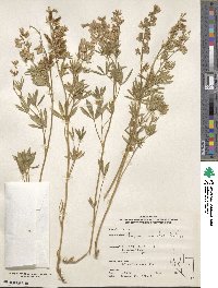 Lupinus caudatus image