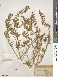 Lupinus caudatus image