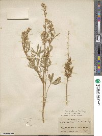 Lupinus caudatus image