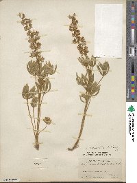 Lupinus caudatus image