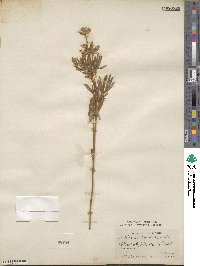 Lupinus caudatus image