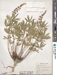 Lupinus caudatus image