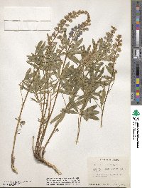 Lupinus caudatus image