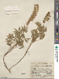 Lupinus caudatus image