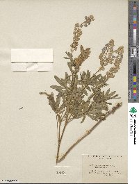 Lupinus caudatus image