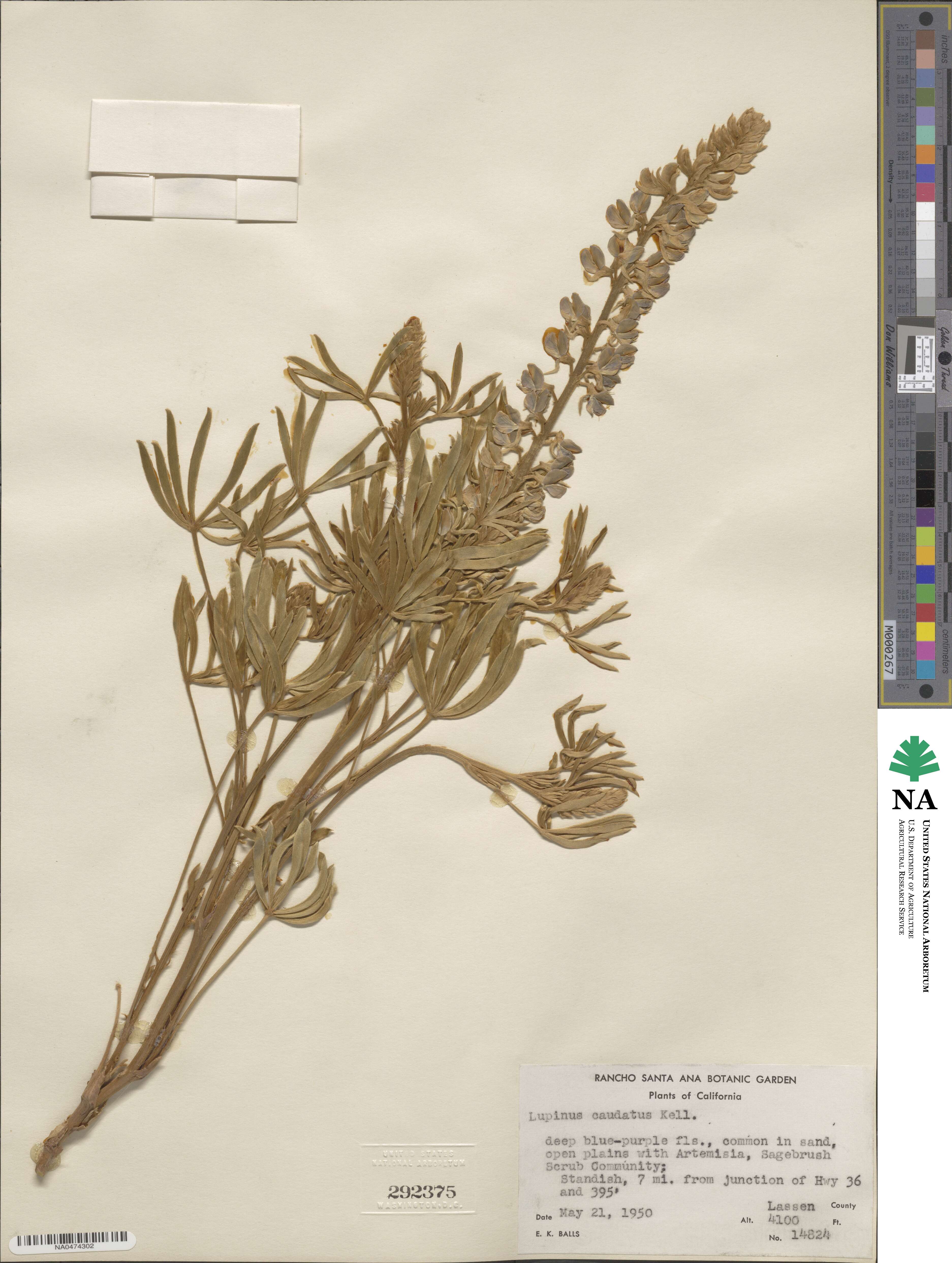 Lupinus caudatus image
