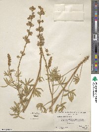 Lupinus caudatus image