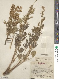 Lupinus caudatus image