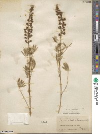 Lupinus caudatus image