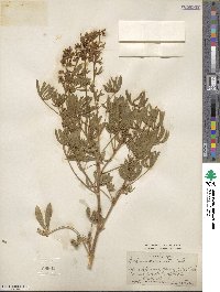 Lupinus caudatus image