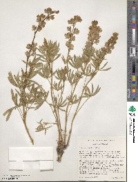 Lupinus caudatus image