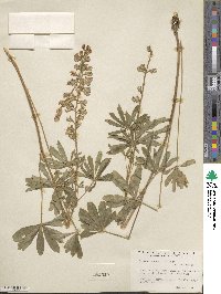 Lupinus caudatus image