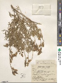 Lupinus chamissonis image