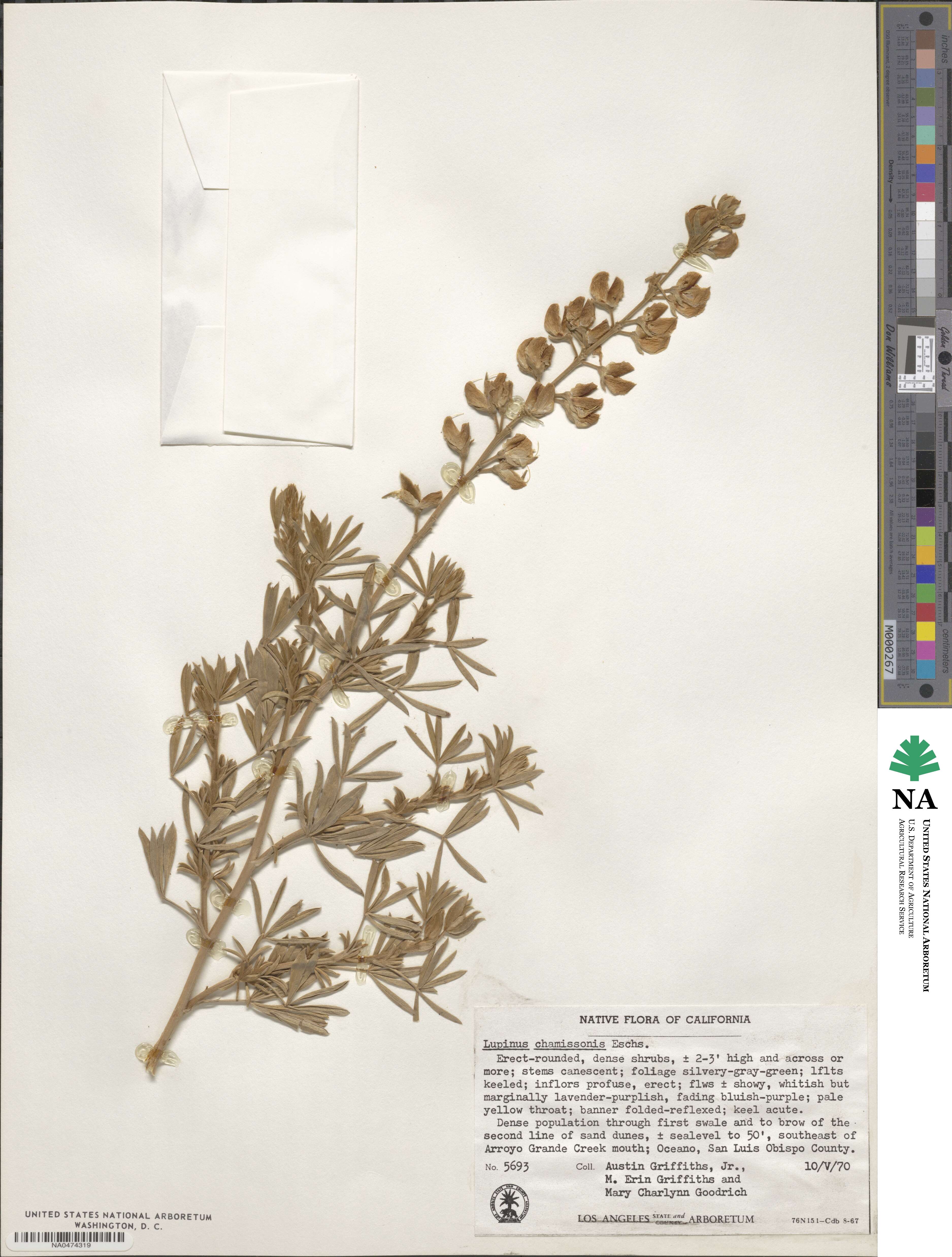 Lupinus chamissonis image