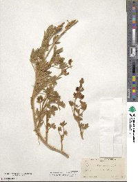 Lupinus chamissonis image